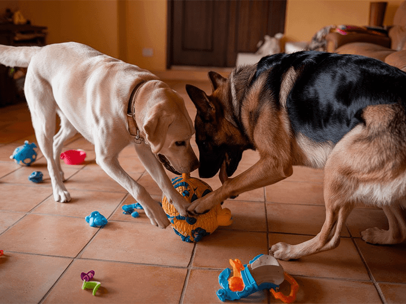 Best Tile Types for Homes with Pets